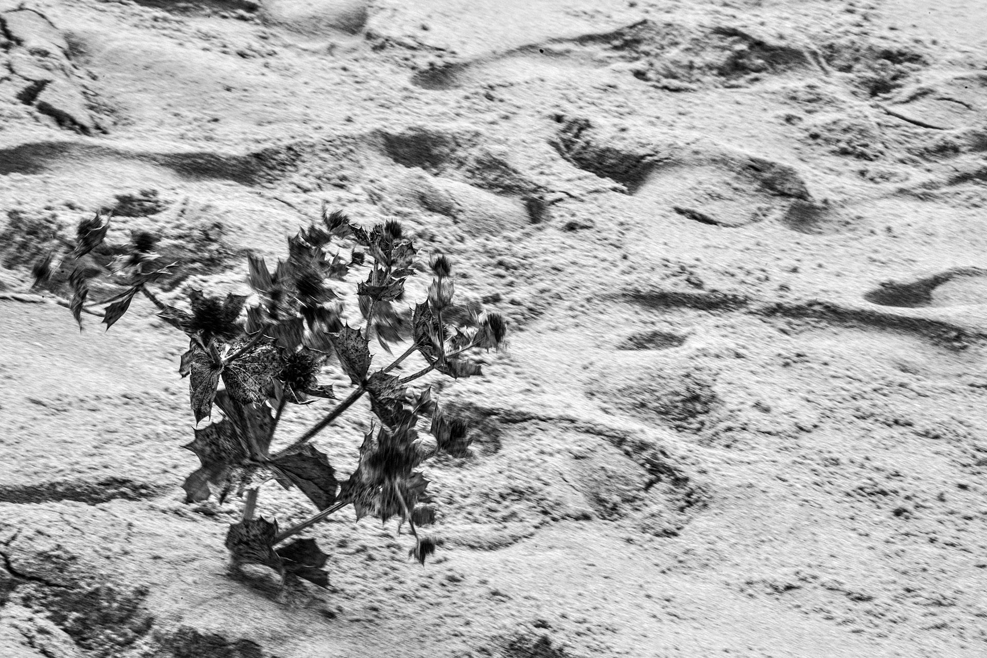 Fernandinho, Birnenernte im Gewann Freiria