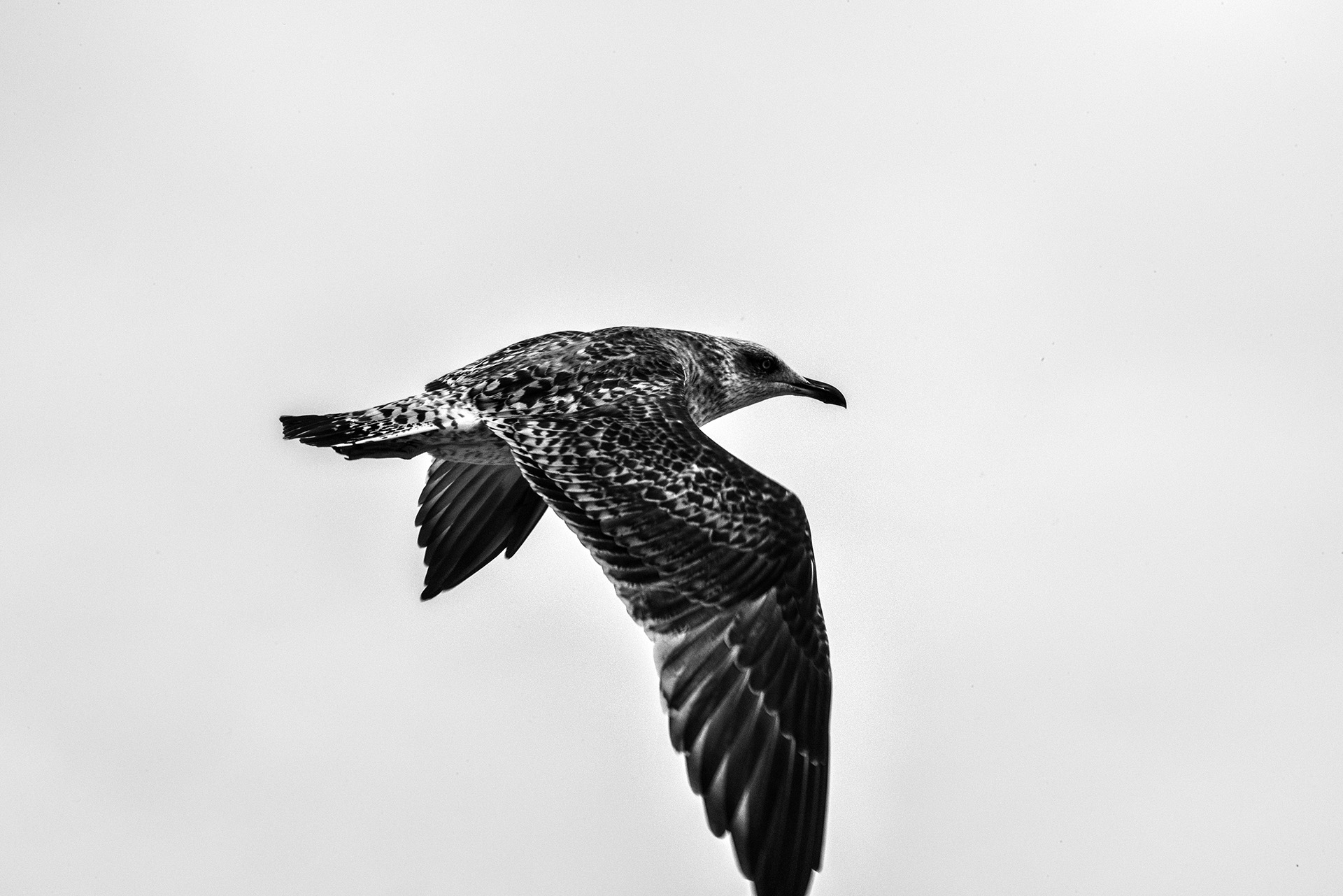 Fernandinho, Birnenernte im Gewann Freiria