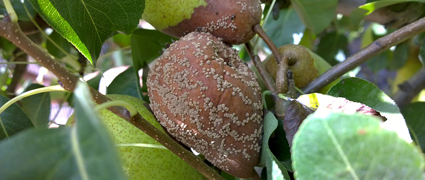 Fernandinho, Birnenernte im Gewann Freiria