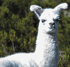 Putre - Parque Nacional Lauca, Chucullo, Cruce Longitudinal Loma Lluta-Parinacota-Tambo Quernado (11-CH)