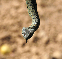 Área Sevilheira