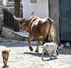 Pincães